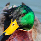 Mallard by Paul Mays -  