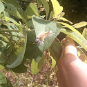 Banded tussock moth