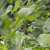 Widow Skimmer Dragonfly