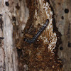 Patent-leather beetle larva