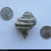 Fossil sea snail shell