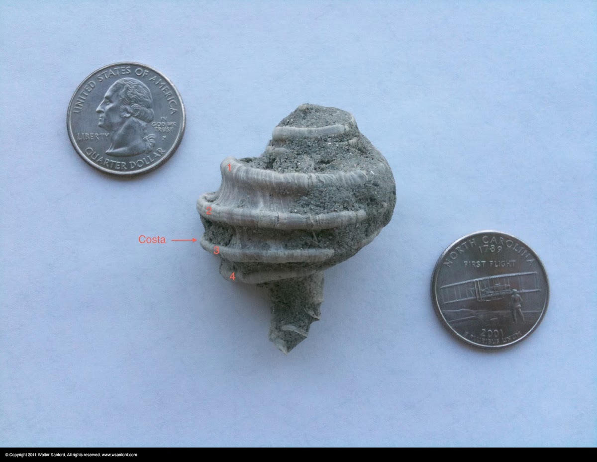 Fossil sea snail shell