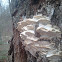 Mossy Maple Polypore