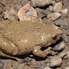 Great Plains narrow-mouthed toad (male)