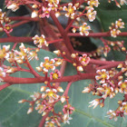 Mango Blossoms