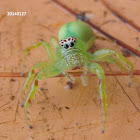 Monkey faced jumping spider
