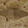 Slender-sand Wave Moth