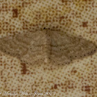 Slender-sand Wave Moth