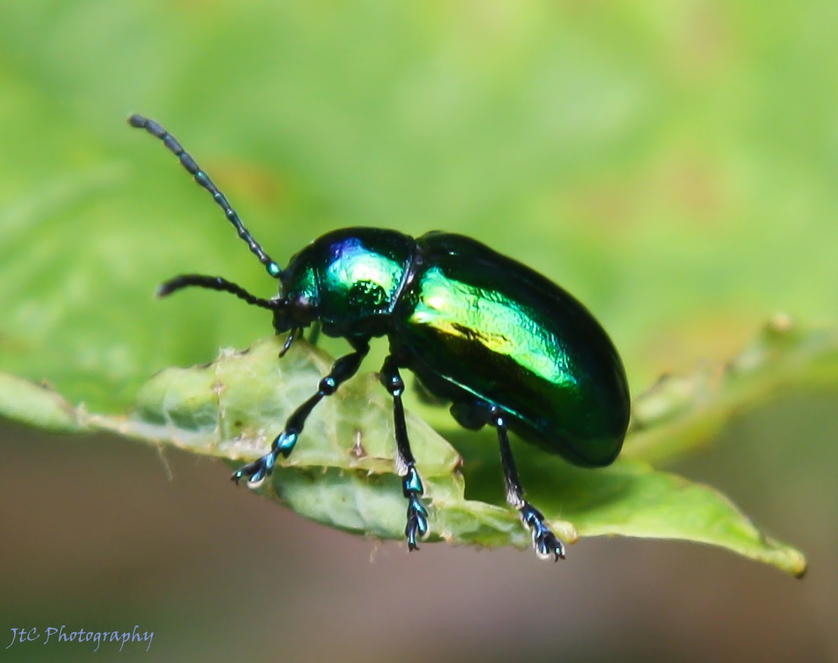 Green Dock Leaf Beetle