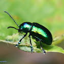 Green Dock Leaf Beetle