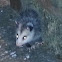 Juvenile Virginia Opossum