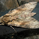 Moth