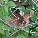 White Tailed Deer (fawn)