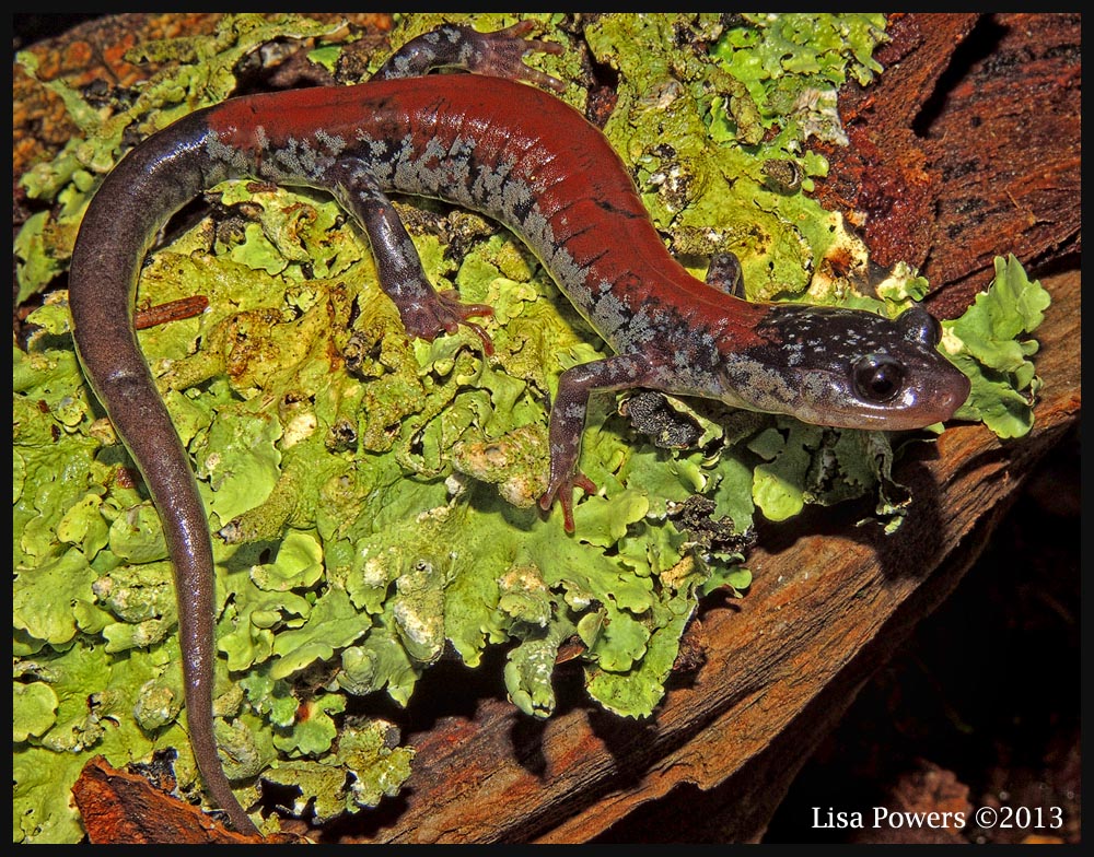 Yonahlossee Salamander