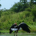 African Fish Eagle