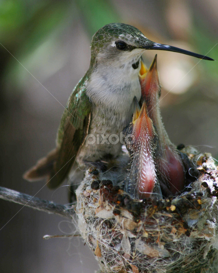 Female Costa's hummingbird and babies by Don Sorensen - Animals Birds