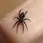 Eastern parson spider