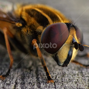 by Friedhelm Peters - Animals Insects & Spiders