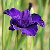 Siberian Iris 'Trim the Velvet'