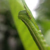 Pellucid Hawk Moth Caterpillar