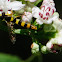 Long Hoverfly; Mosca de las flores esbelta
