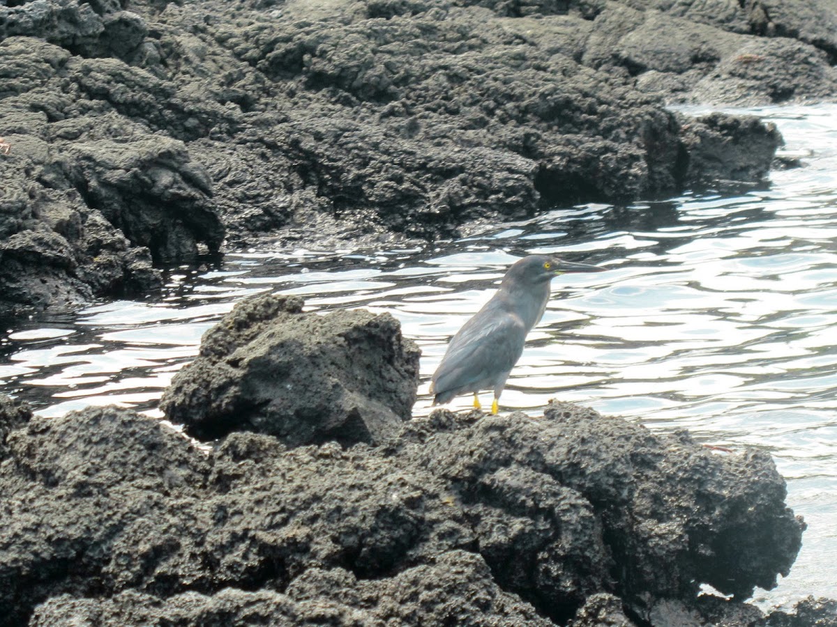 Lava/Galapagos Heron