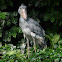 Shoebill