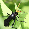 large black wasp