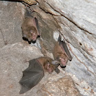 New World leaf-nosed bats
