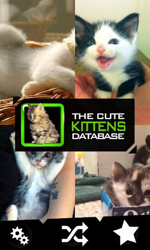 The Cute Kittens Database