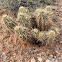 Dagger-spine Hedgehog Cactus