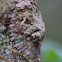 leaf tailed gekko