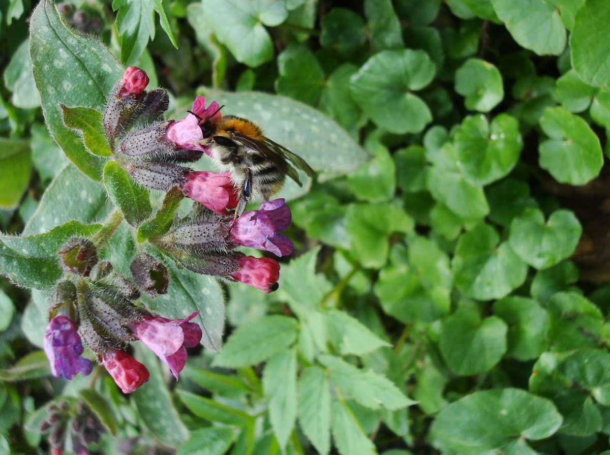 Common Carder-bee / Bumbar
