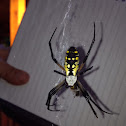 Black and Yellow Argiope, garden spider, writing spider
