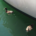 Mallard Duck and female companion