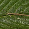 Stick Insect, Phasmid