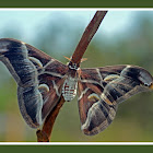 Ailanthus Silkmoth ~Male