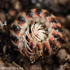 Red-sided flat millipede