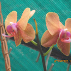 Moth Orchid