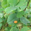 Seven Spotted Ladybug (Pupa)