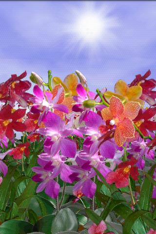 Orchids Live Wallpaper v1.01