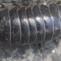 Pill Bug