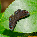 Metalmark Butterfly