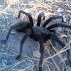 California ebony tarantula