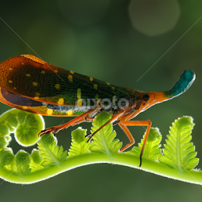 by Dwi Sudarmawan - Animals Insects & Spiders