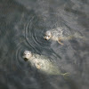 harbor seals