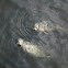 harbor seals