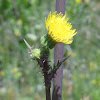 Spiny Sowthistle