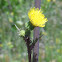 Spiny Sowthistle