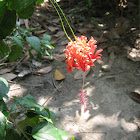 Japanese Lantern, Coral Hibiscus